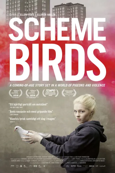 Scheme Birds
