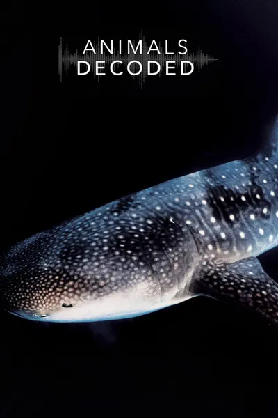 Animals Decoded
